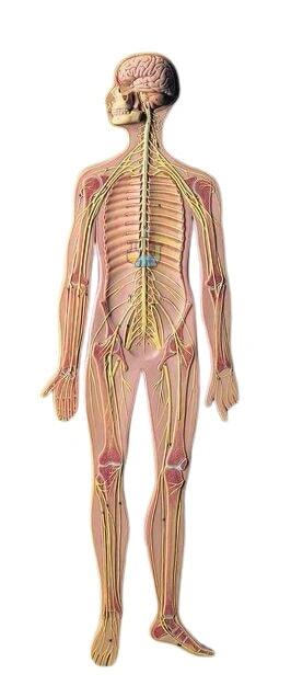 Nervous System Model